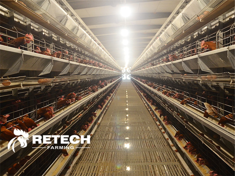 The importance of clean tank in chickens coop!