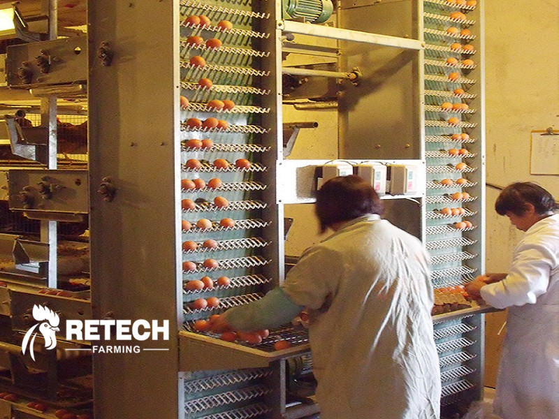egg layer cage
