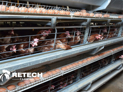 Chicken water intake reflects health!