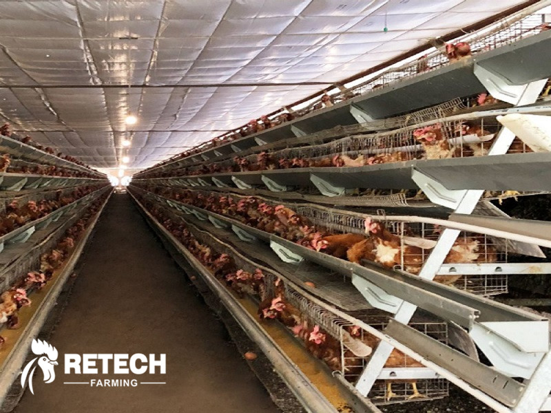 layer chicken cage