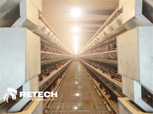 Biosafety system of large-scale chicken farms!