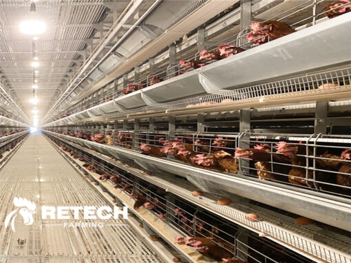 9 ways to prevent egg breakage in laying hen!