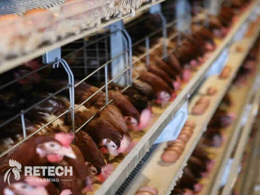 Feed intake control of laying hens in summer