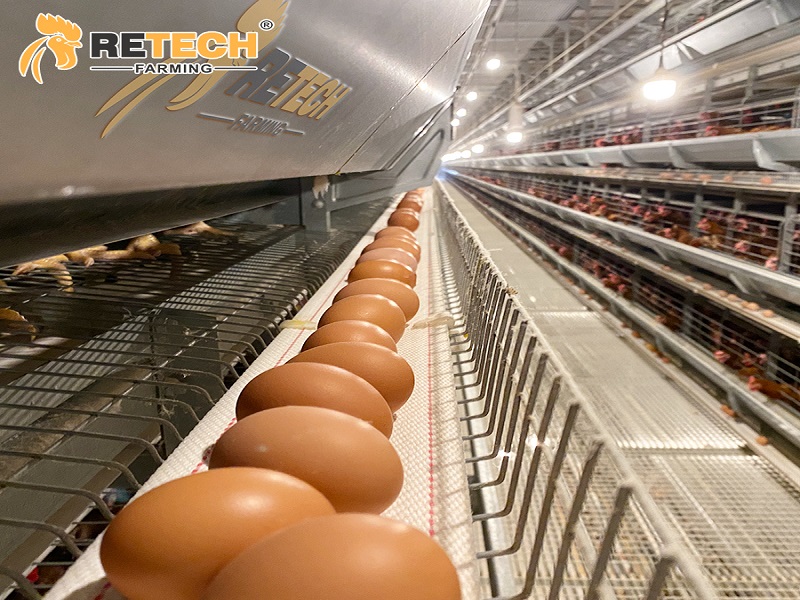 egg laying hens cage