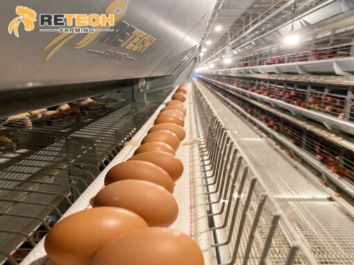 h Type laying hens cage