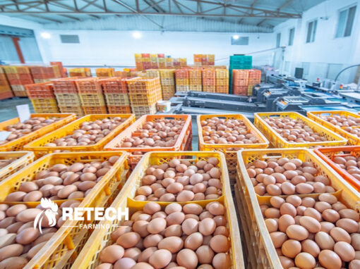 How to improve the egg quality of laying hens