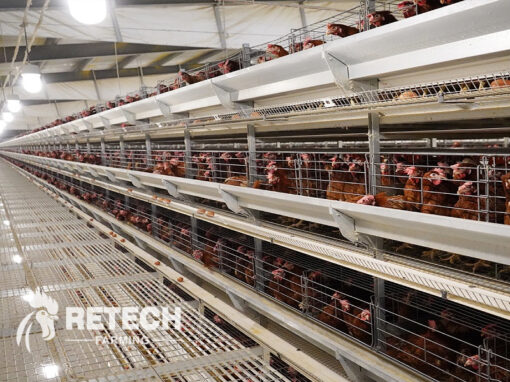 automatic chicken farm