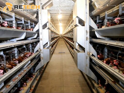 chicken battery cage