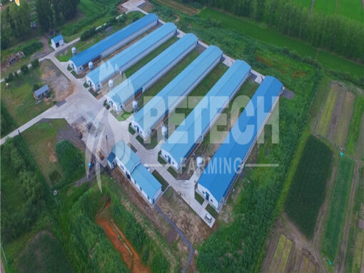 modern closed chicken house