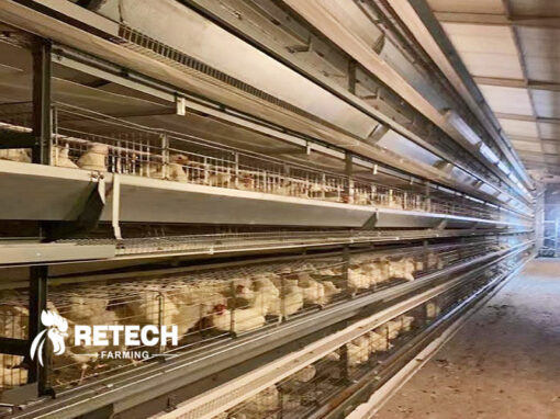 chicken cage