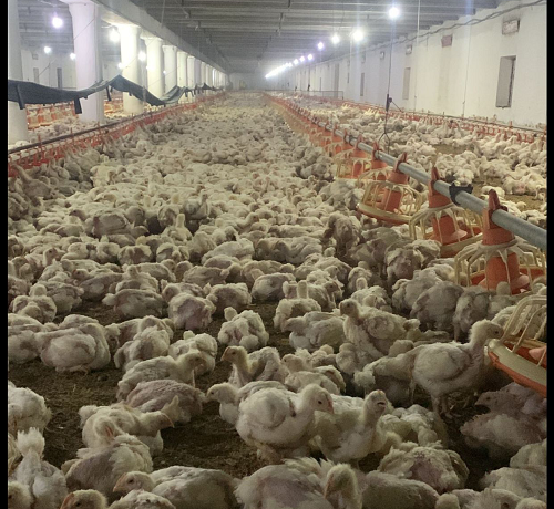 broiler farms