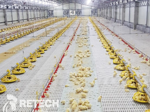 broiler floor raising system