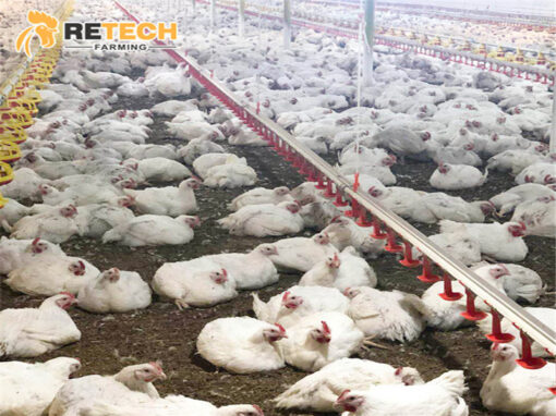 broiler raising