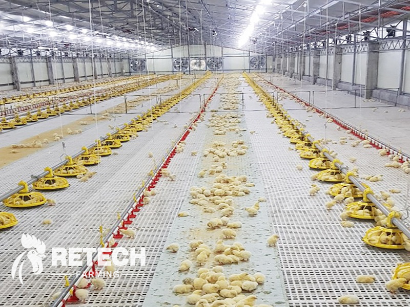 broiler raising system
