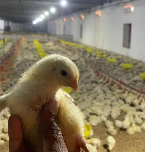 broiler raising system