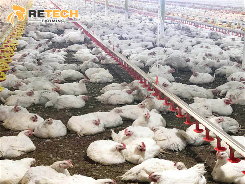 broiler raising