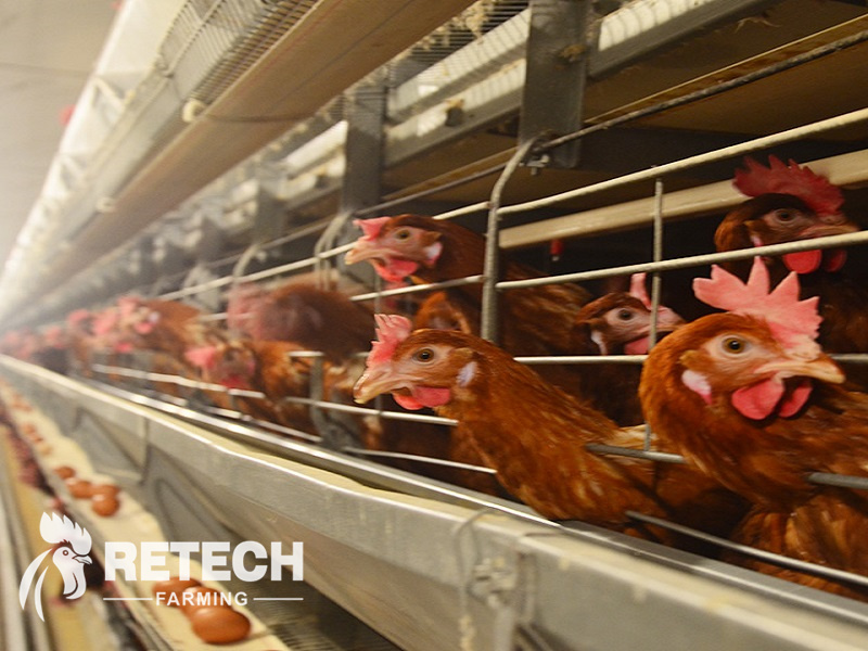 modern chicken cage