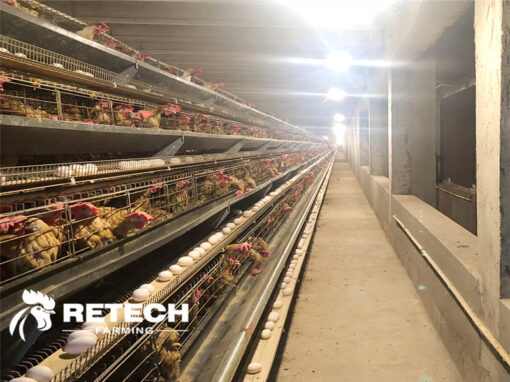 How to deal with abnormal climate in chicken cage