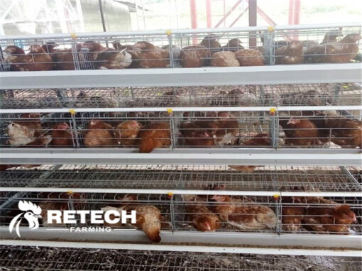 layer chicken cage