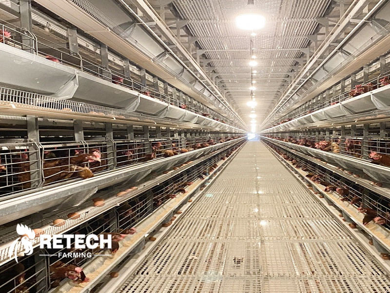 30000 layers chicken cage
