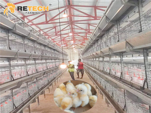 pullet chicken cage
