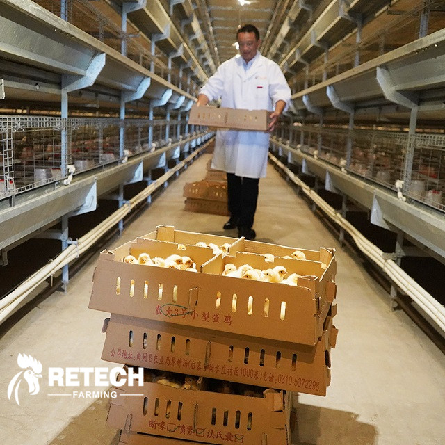 pullet chicken cage