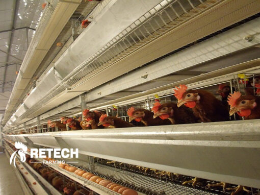 These are signs of poor immunity in poultry