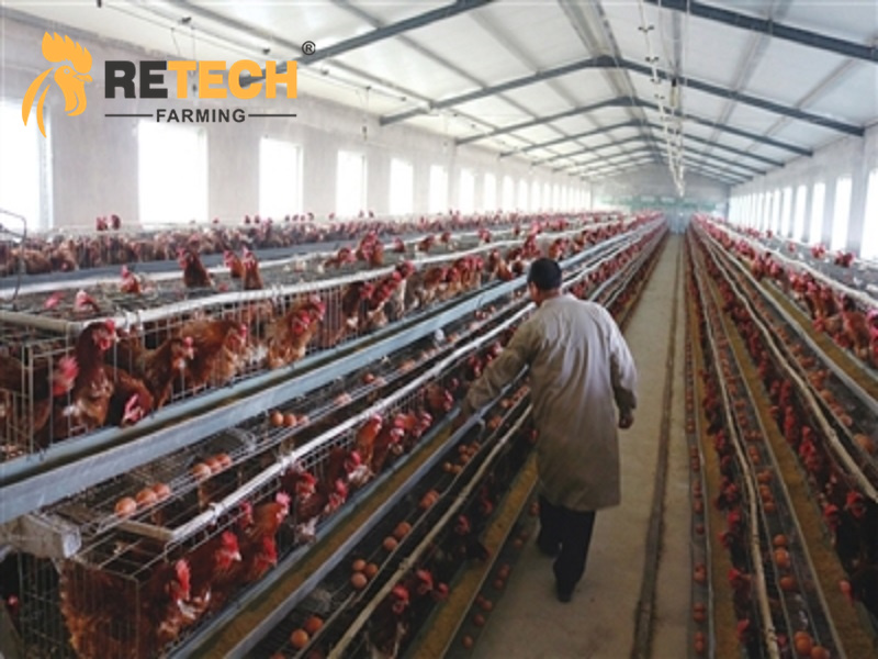 laying hen cage in Nigeria