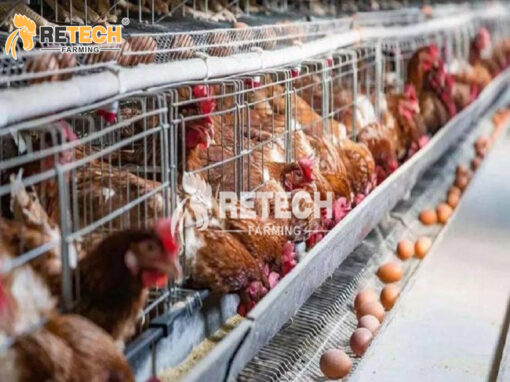 layer chicken cage