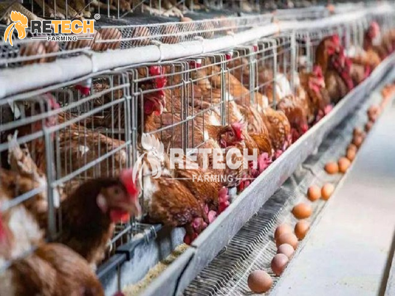 layer chicken cage