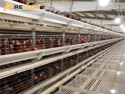 modern chicken farm
