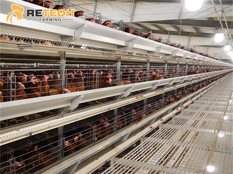 modern chicken farm