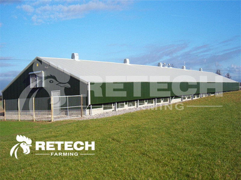 laying hens house