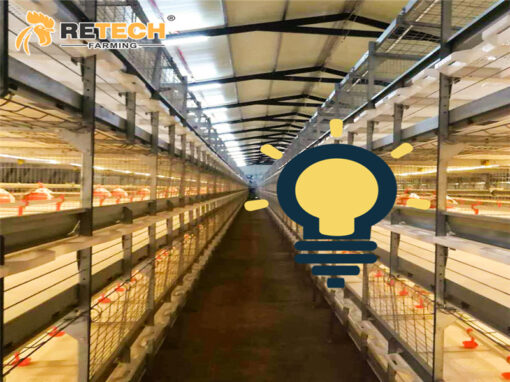 light is import in the chicken house01