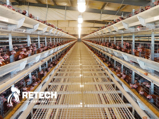 automatic chicken cage