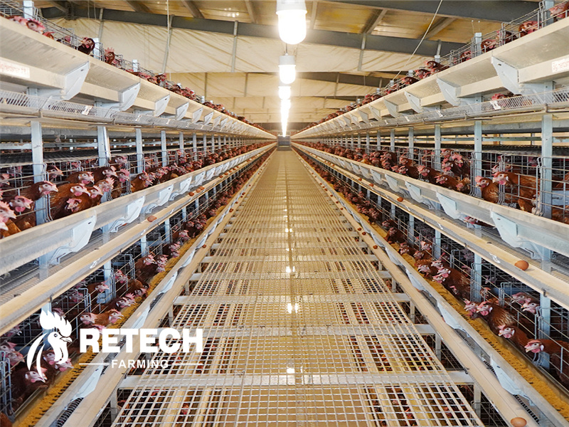 automatic chicken cage