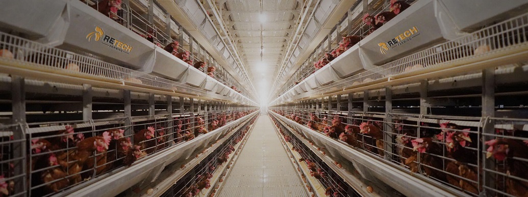 poultry farms