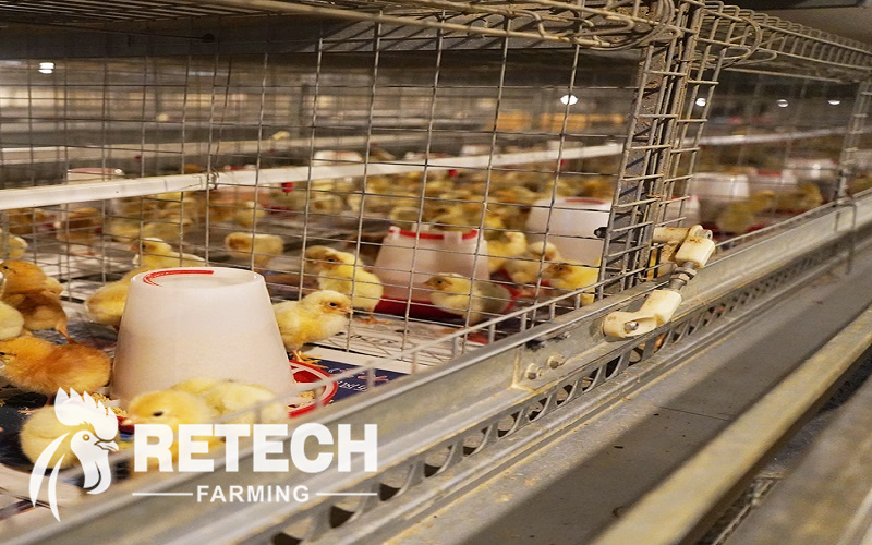 pullet chicken cage