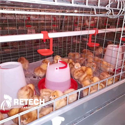 pullet chicken farm