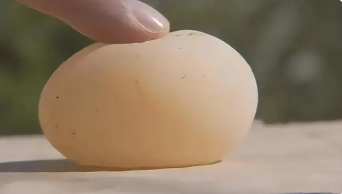 chicken laying soft eggs