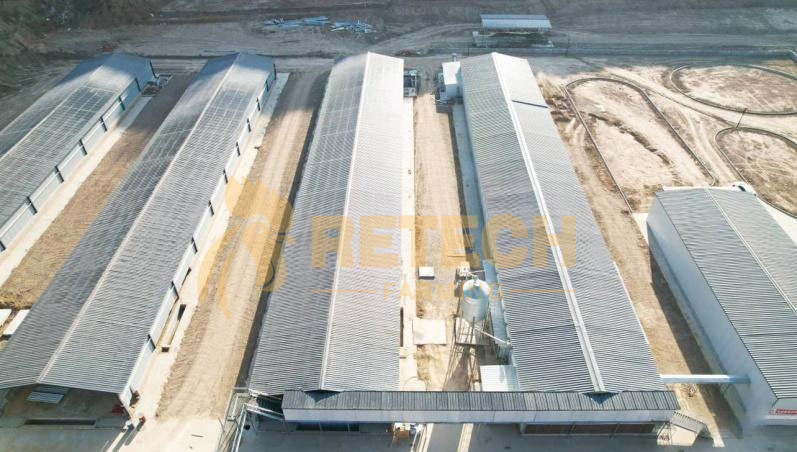 150,000 hen standardized breeding projects