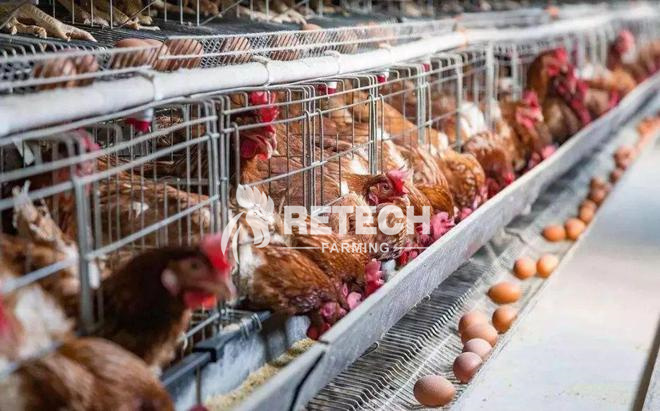 traditional laying hen farming