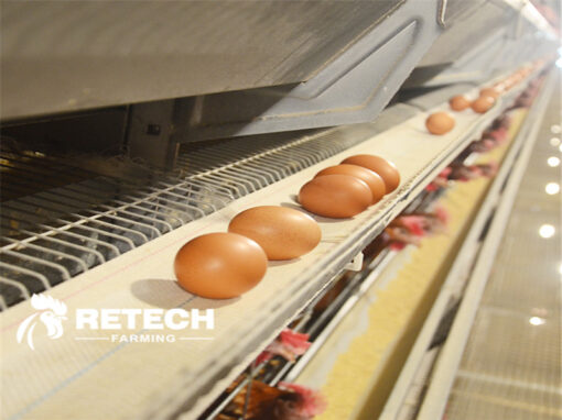 How to make chickens lay eggs normally in summer？